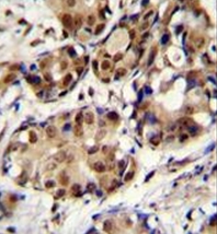 Валидация AssayVector ARM2464(4385)