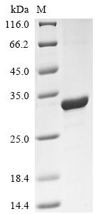 SDS-PAGE