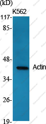 Вестерн-блоттинг, Actin, клетки K562