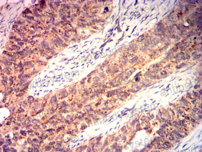 Валидация AntibodySystem RHG13212 (2861)