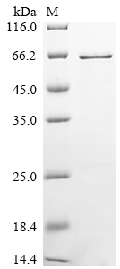 SDS-PAGE
