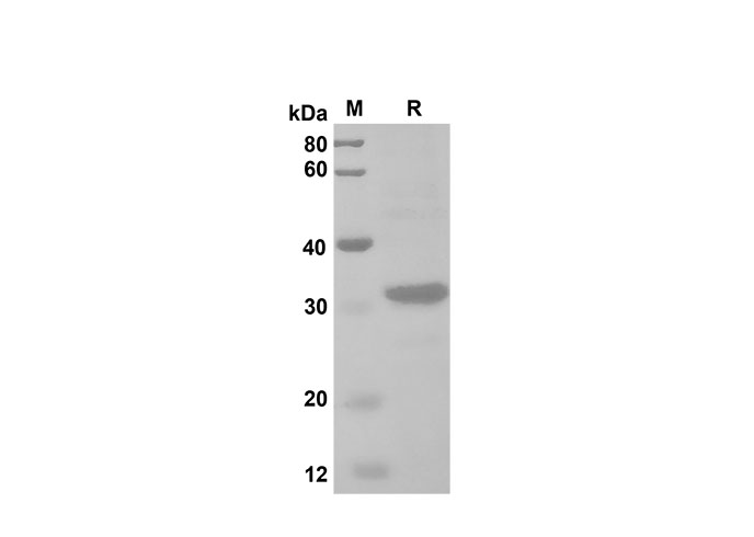 Валидация Elabscience PDEH100606(118)