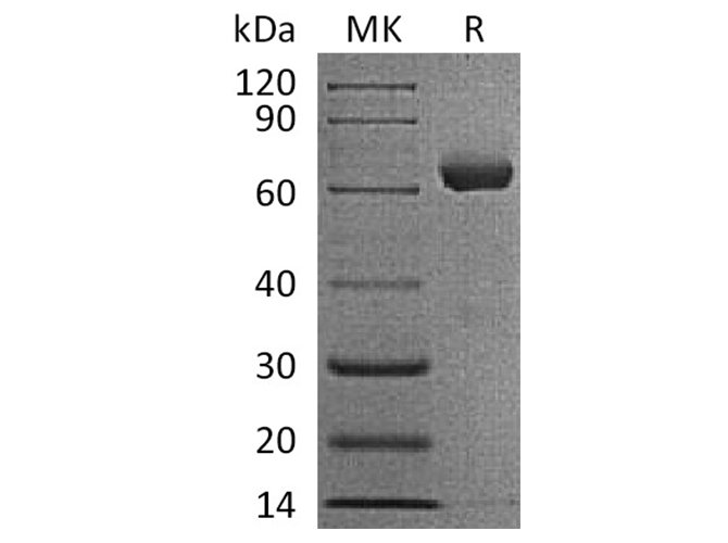 Валидация Elabscience PKSH033649(3934)
