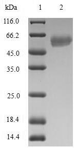 SDS-PAGE