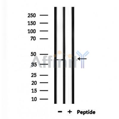 Валидация Affinity DF9499 - 22121