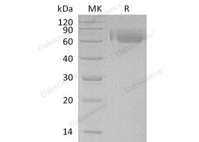 Валидация Elabscience PKSH032696(3127)