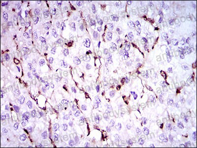 Валидация AntibodySystem RHA41901 (129)