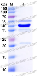 AHH72404, SDS-PAGE