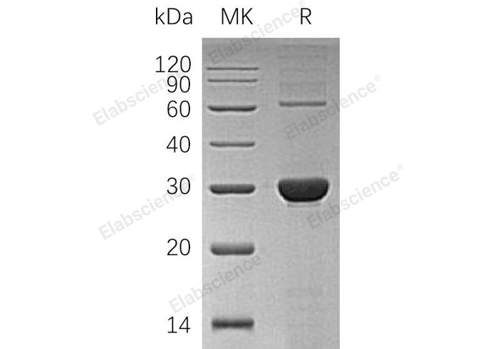 Валидация Elabscience PKSH033200(3550)