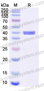 EHF99701, SDS-PAGE
