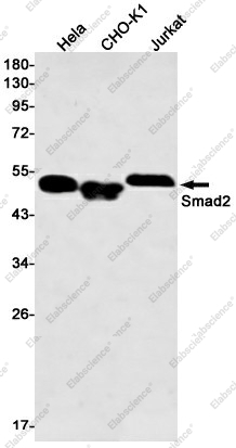 Вестерн-блоттинг, Smad2, клетки HeLa, CHO-K1, Jurkat