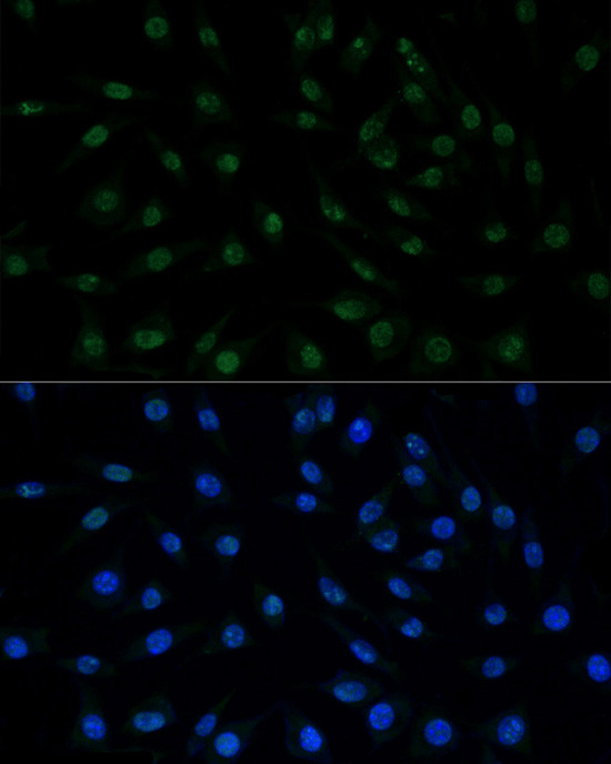 Валидация AssayVector ARM2432(4310)
