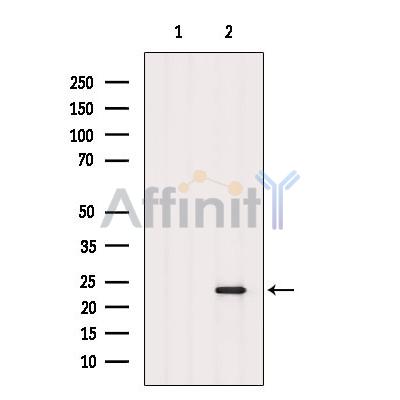Валидация Affinity DF9836 - 22732