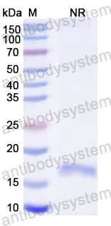 Валидация SDS-PAGE - AntibodySystem RHC82417