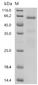 SDS-PAGE