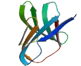 Carcinoembryonic Antigen Related Cell Adhesion Molecule 19 (CEACAM19) Carcinoembryonic Antigen Related Cell Adhesion Molecule 19 (CEACAM19)