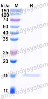 Валидация SDS-PAGE - AntibodySystem RXX00911