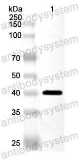 Валидация AntibodySystem PHA74101