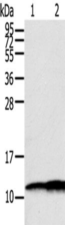 Валидация Elabscience E-AB-15369