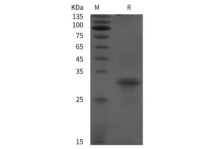 Валидация Elabscience PDEM100255(587)