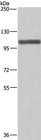 Валидация AssayVector ARM2502(4469)