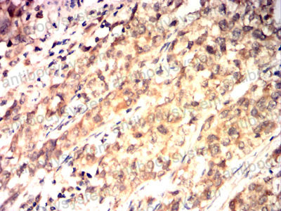 Валидация AntibodySystem RHJ47103 (3434)