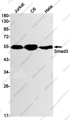 Вестерн-блоттинг, Smad3, клетки Jurkat, C6, HeLa