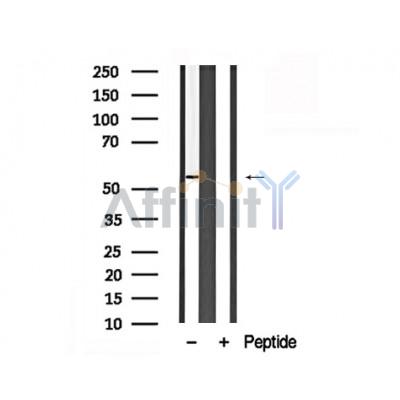 Валидация Affinity AF7888 - 4631