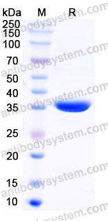 AHF92903, SDS-PAGE
