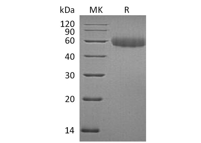 Валидация Elabscience PKSM041173(5081)