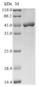 SDS-PAGE