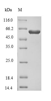 SDS-PAGE