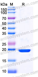 EHB94501, SDS-PAGE
