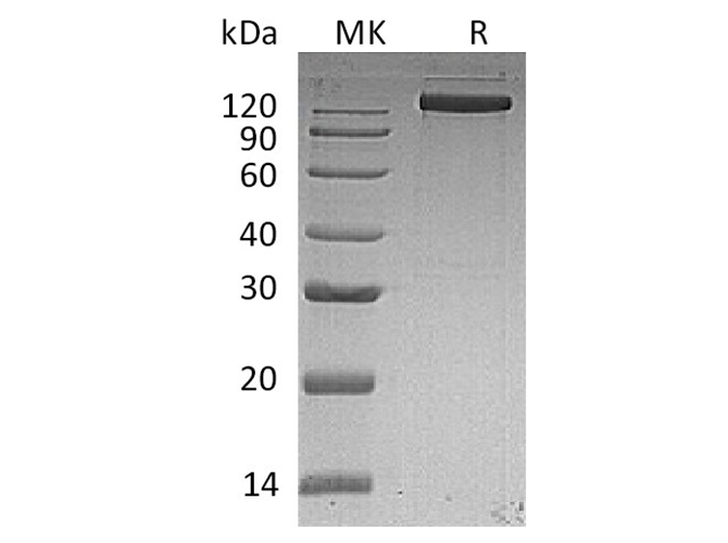 Валидация Elabscience PKSH032398(2879)