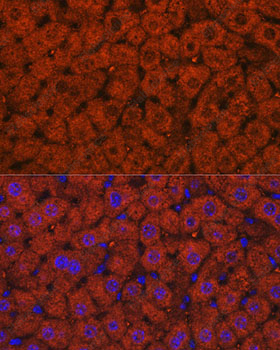 Иммунофлуоресценция, ADH1A/ADH1B/ADH1C, ткань печени мыши