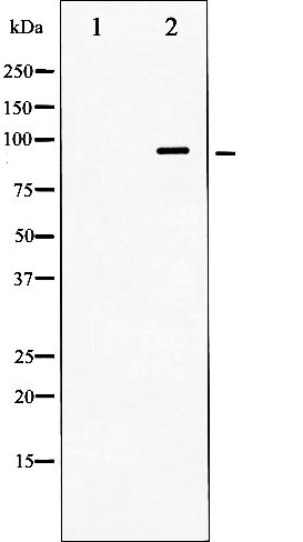 Валидация Affinity AF6396 - 3689