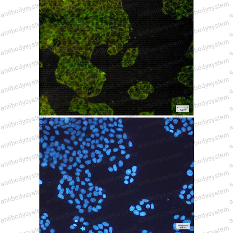 Валидация IF - AntibodySystem RHA11401