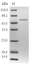SDS-PAGE