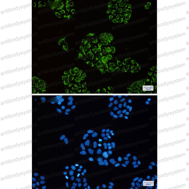 Валидация IF - AntibodySystem RHB18503