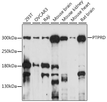 Валидация Elabscience E-AB-93140