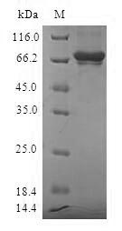 SDS-PAGE
