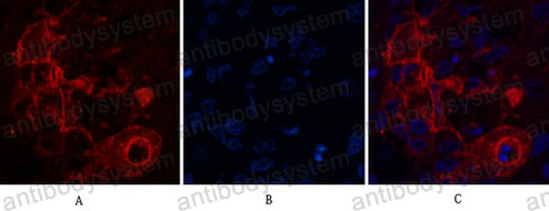 Валидация IF - AntibodySystem RHC21011