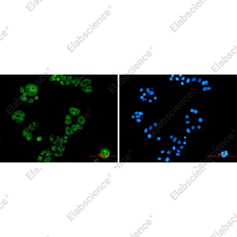 Иммунофлуоресценция, Alkaline Phosphatase, Tissue Non-Specific, клетки HeLa