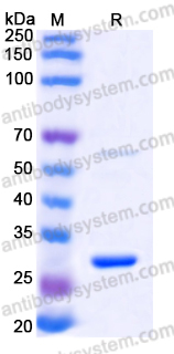 YHN88101, SDS-PAGE