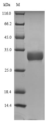 SDS-PAGE