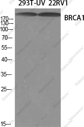 Вестерн-блоттинг, BRCA1, клетки 293T-UV и 22RV1