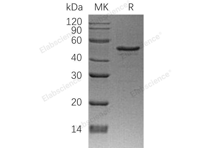 Валидация Elabscience PKSH032818(3235)