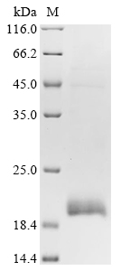 SDS-PAGE