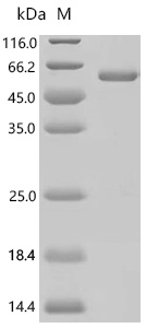 SDS-PAGE