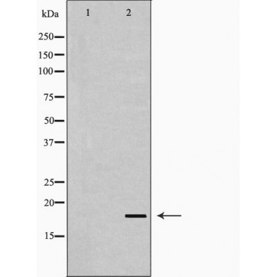 Валидация Affinity DF6899 - 18494